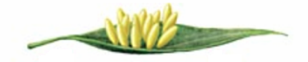 maa1.png