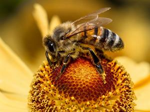 Shutterstock_111063827_bee_bite.jpg