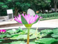 Shutterstock_1480983650_water lily_ūdensroze.jpg