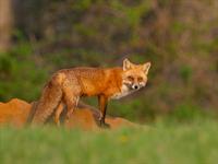 shutterstock_2590054887_fox_lapsa.jpg
