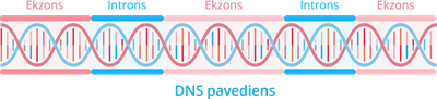 YCUZD_230914_5549_DNS pavediens.png