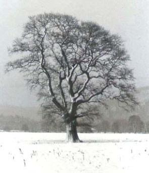 061-Oak-in-winter.jpg