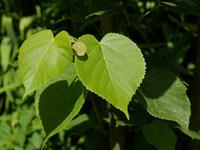 shutterstock_2282681647_linden leaves_liepas lapas.jpg