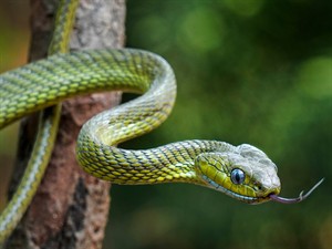 shutterstock_2463936737_snake_čūska.jpg