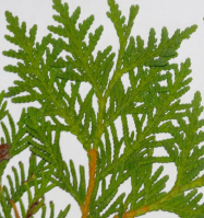 thuja_102.png