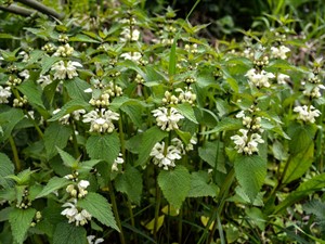 Shutterstock_2307761969_white dead-nettle_baltā panātre.jpg