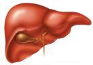 816_liver.jpg