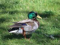 shutterstock_2467934405_duck_pīle.jpg