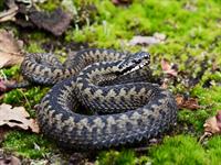 Shutterstock_1535352293_viper_odze.jpg