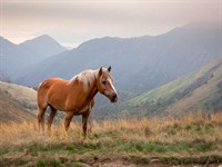 Shutterstock_2475172653_horse_zirgs.jpg