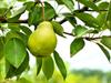 Shutterstock_255521281_pear_bumbieris.jpg