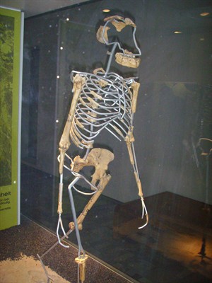 Lucy_(Frankfurt_am_Main).jpg