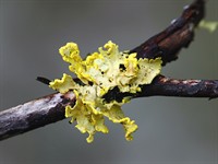 Shutterstock_1052792570_powdered sunshine lichen_priežu vulpicida (1).jpg