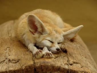 Fennec Fox cute ears sleeping sahara_w600_h450.jpg