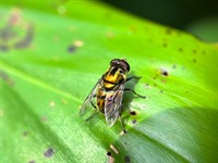 Shutterstock_2506275981_fly_muša.jpg