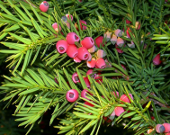 Taxus-baccata2.png