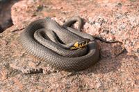 grass snake pix.jpg