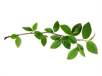 shutterstock_640908280_branch with green leaves_zars ar zaļām lapām.jpg