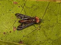 shutterstock_2325996995_horsefly_dundurs.jpg