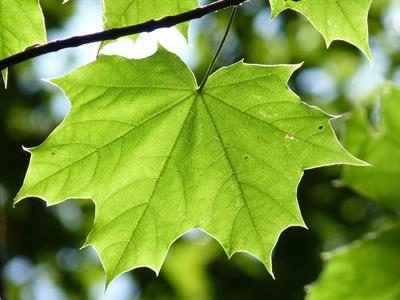 maple-leaf-pix.jpg