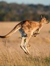 Shutterstock_2269009083_kangaroo_ķengurs.jpg