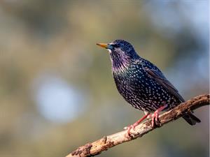 Shutterstock_2179805311_starling_strazds.jpg