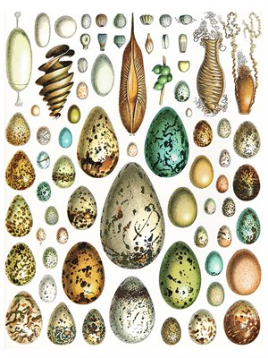 shutterstock_101276089_different eggs_dažādas olas (1).jpg