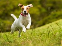 Shutterstock_211592482_dog jumping_suns lec.jpg