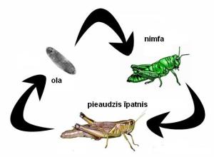 2metamoalioting.blogspot.JPG
