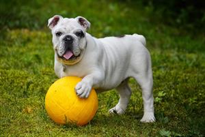 dog pix.jpg
