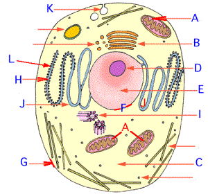 animal4qza77.gif
