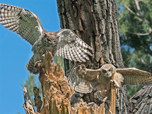 shutterstock_1586956399_owlet learning to fly_pūcēns mācās lidot.jpg