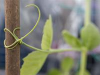 Shutterstock_1704356971_pea vine_zirņa stiebrs.jpg