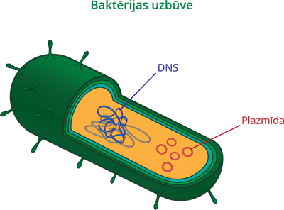 YCUZD_230914_5549_baktērijas uzbūve.png