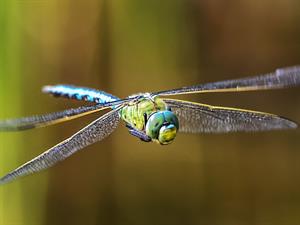 Shutterstock_2482241925_dragonfly_spāre.jpg