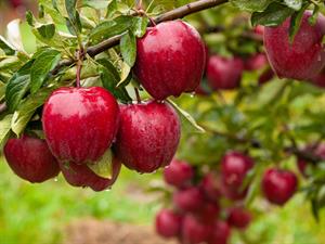 Shutterstock_1798373137_apples on tree_āboli kokā.jpg