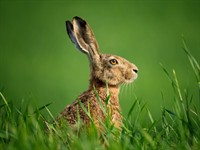 Shutterstock_653263390_hare_zaķis.jpg