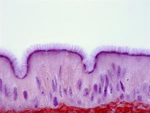 Shutterstock_159810446_epithelium of trachea_trahejas epitēlījs.jpg