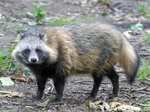 Shutterstock_1576605511_raccoon dog_jenotsuns.jpg