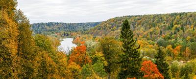 temperate_forest.jpg