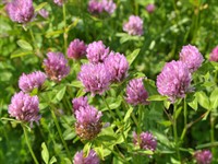Shutterstock_2158123325_clover_āboliņš.jpg