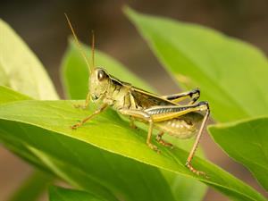 Shutterstock2018772791grasshoppersienāzis.jpg