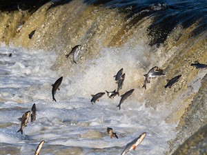 shutterstock_2152385301_fishes go spawning_zivis gatavojas nārstot.jpg