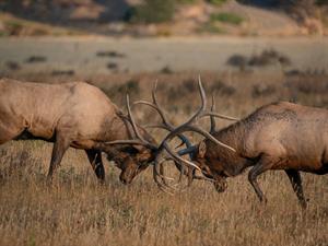 Shutterstock_1835945479_bull elks fighting_staltbrieži cīnās.jpg