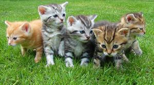 kittens-555822_1280.jpg