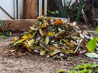 Shutterstock_2546807205_dry leaves_sausas lapas.jpg