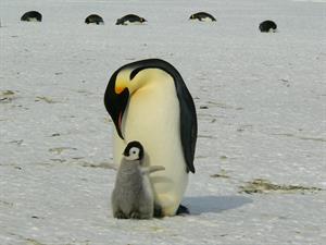 penguins-pix.jpg