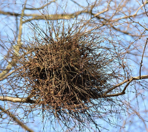 Witches_Broom_-_Taphrina_betulina.png