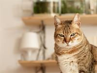 Shutterstock_72978325_angry cat_dusmīgs kaķis.jpg