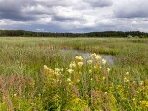 shutterstock_1790362685_wet meadow_slapja pļava.jpg